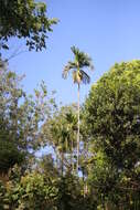 Image of betel palm