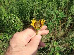 Image of stiff sunflower