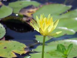 Image of yellow waterlily