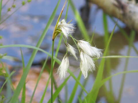 Eriophorum viridicarinatum (Engelm.) Fernald的圖片