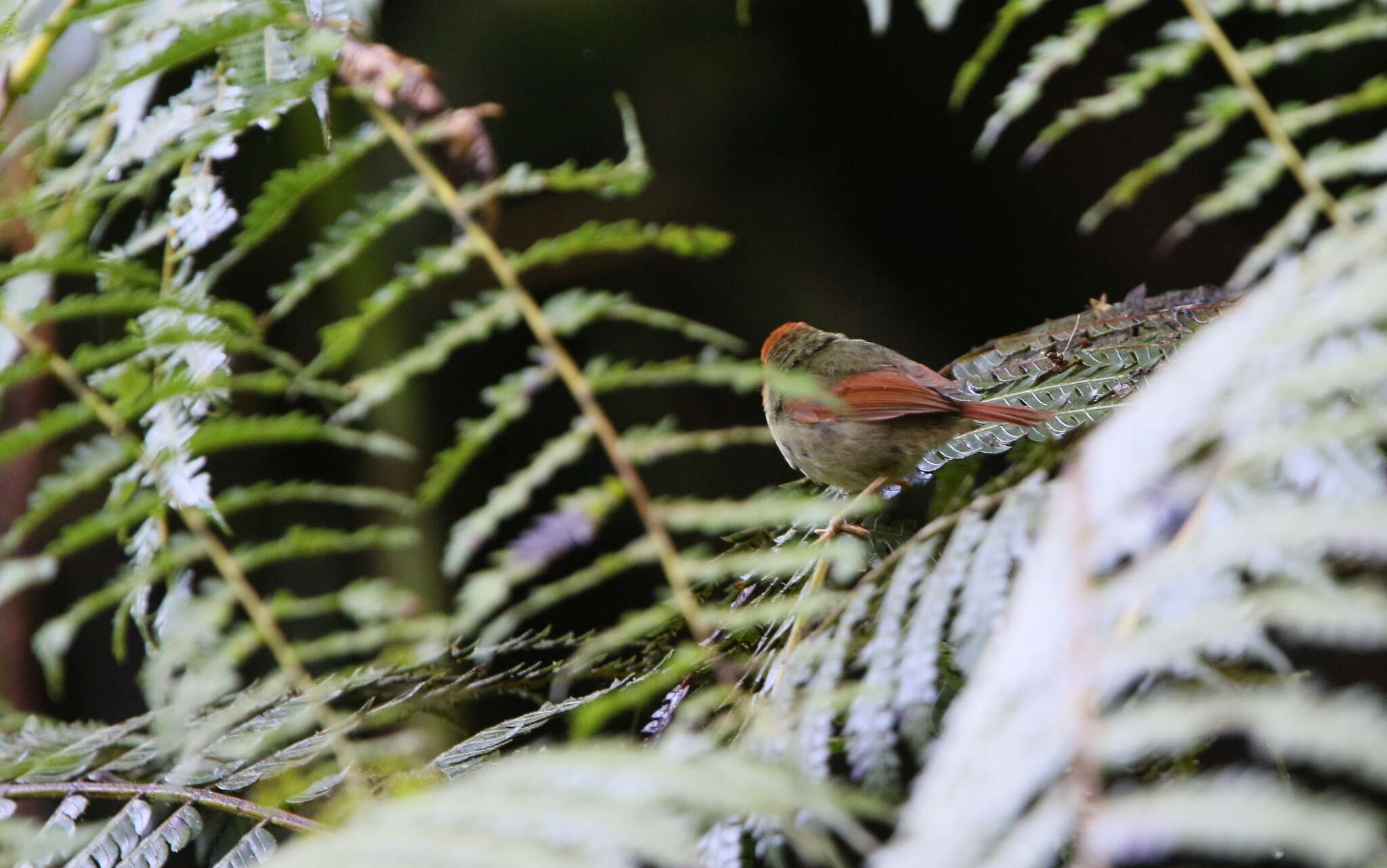 Pseudotriccus ruficeps (Lafresnaye 1843)的圖片