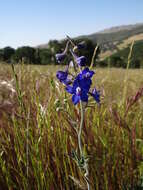 Image of royal larkspur