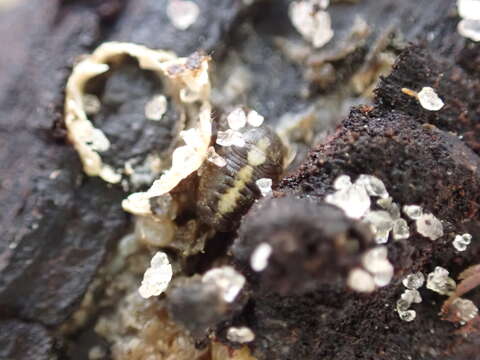 Image of sea pill bug