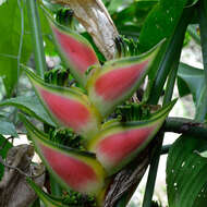 Heliconia wagneriana Petersen的圖片