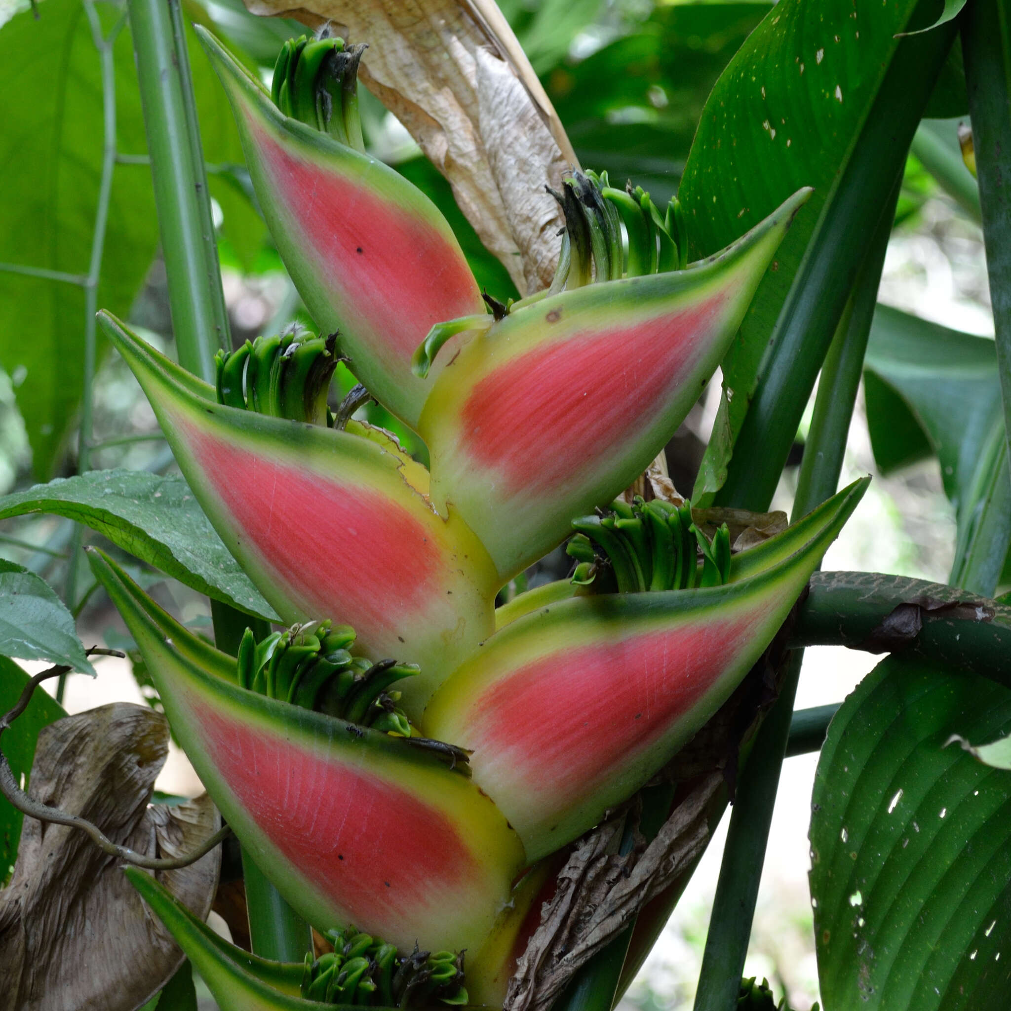 Heliconia wagneriana Petersen的圖片