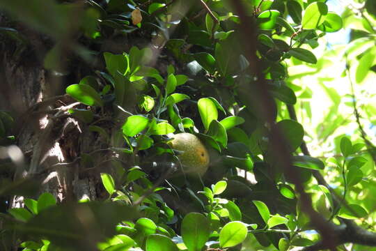 Слика од Ficus aurantiaca var. parvifolia