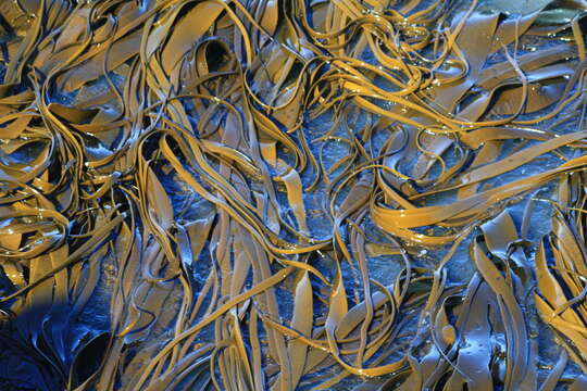 Image of New Zealand bull kelp