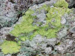 Image of Sulphur dust lichen