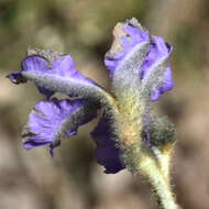 Image of Dampiera lanceolata A. Cunn. ex DC.