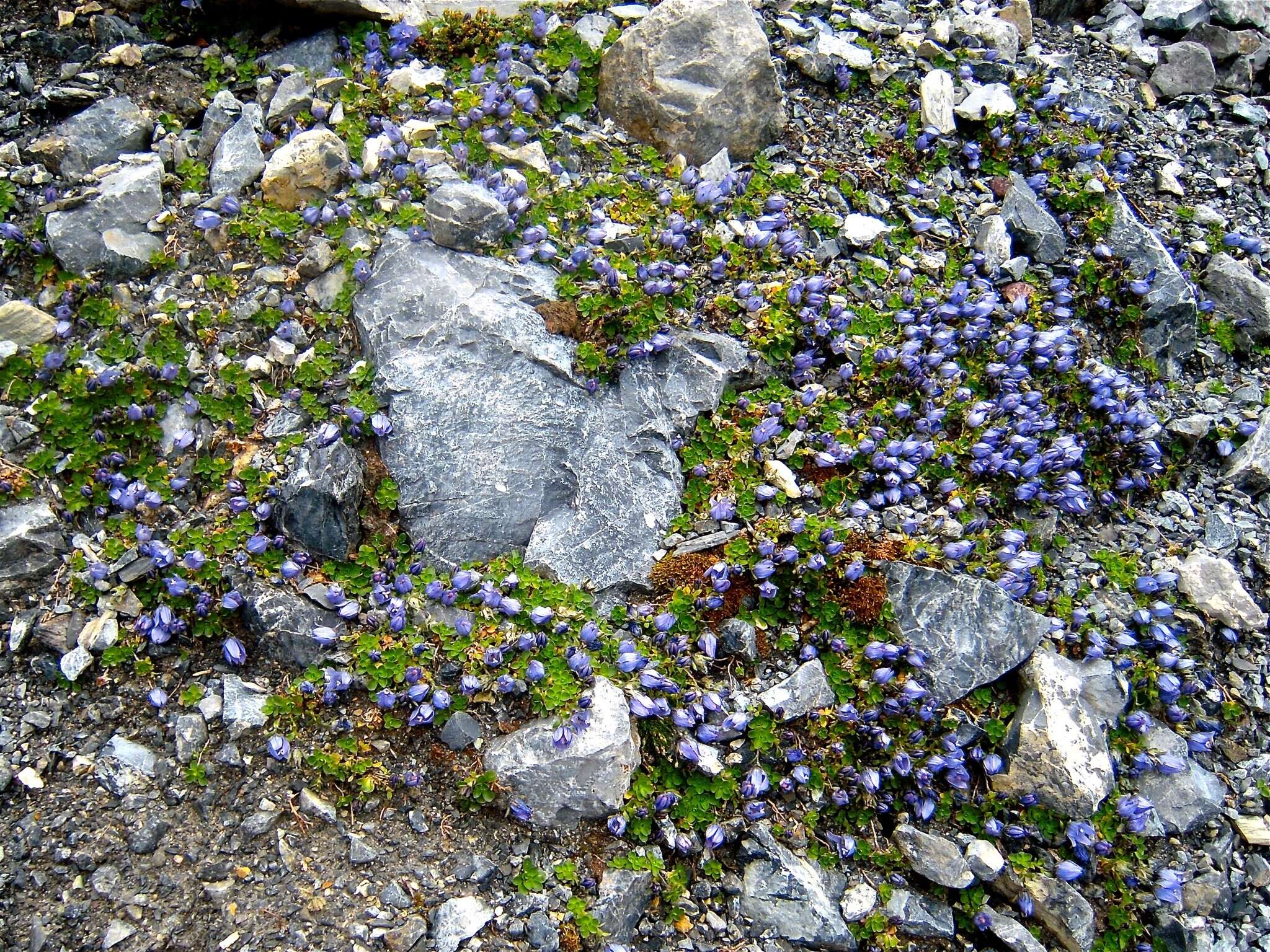 Image of Mount Cenis Bellflower