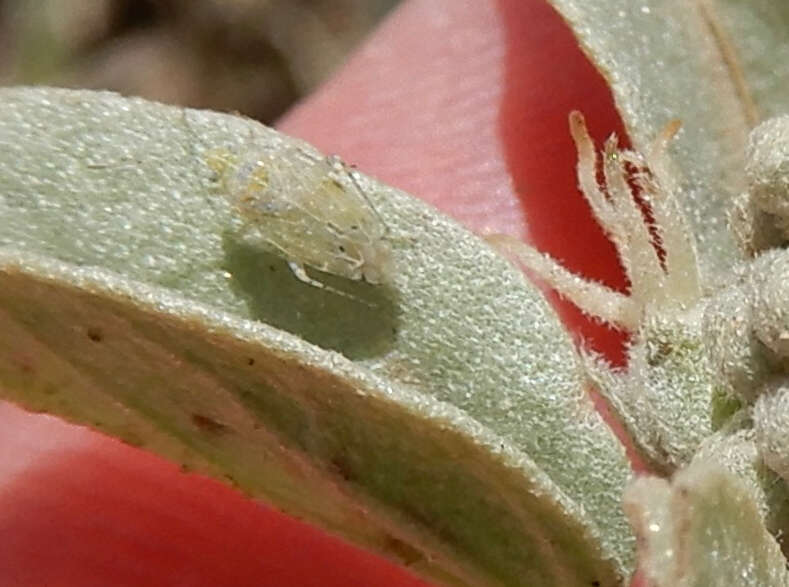 Image of Cotton Fleahopper