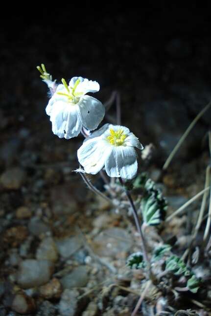 Image of Monsonia umbellata Harv.