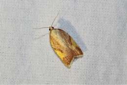 Image of Acleris foliana Walsingham 1879