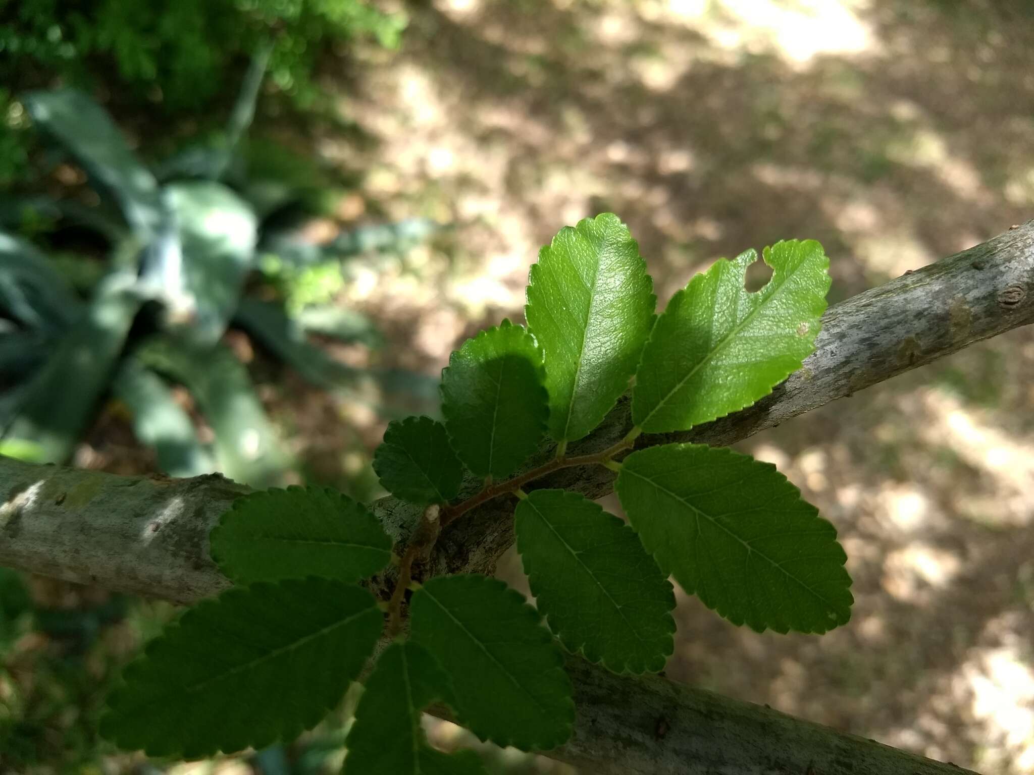 Image of Chinese elm