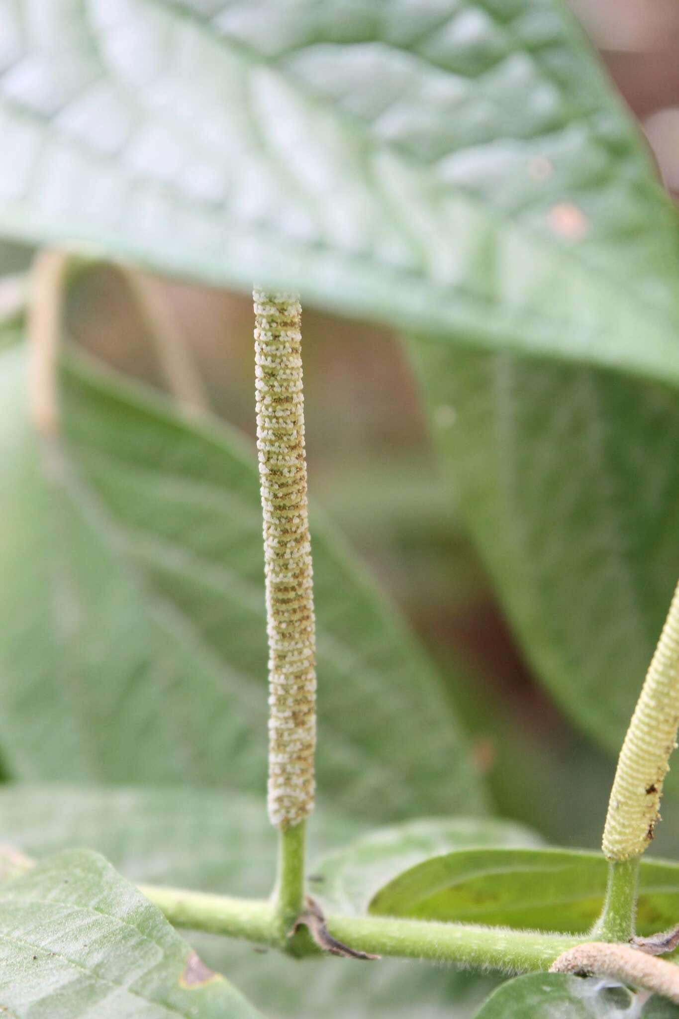 Image of Jamaican pepper