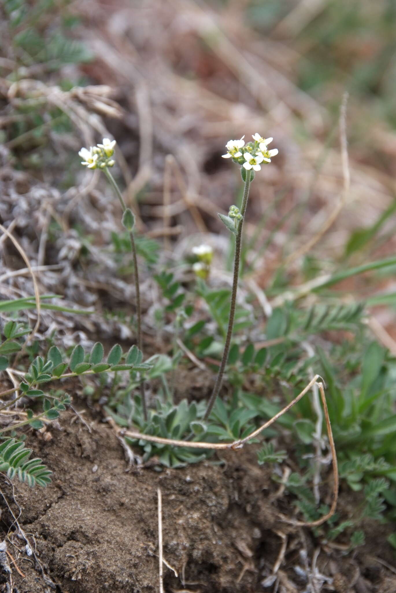 Image of grayleaf draba