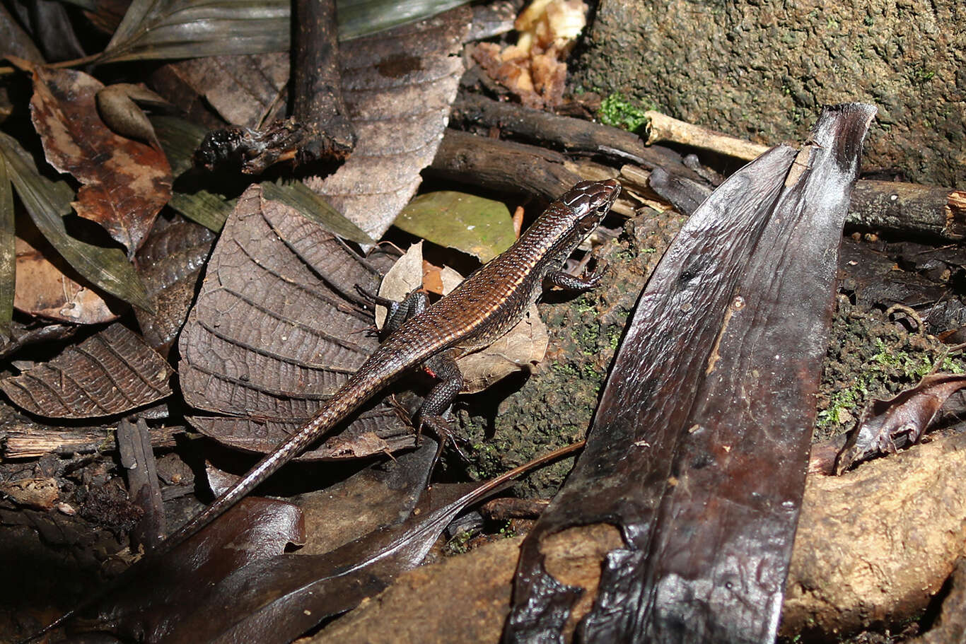 Image of Brygoo's Girdled Lizard