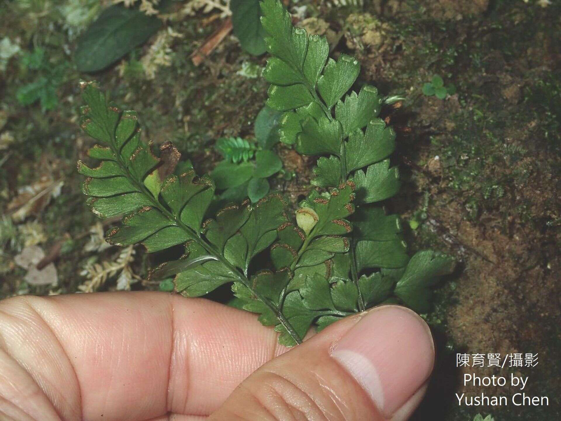 Image of Lindsaea bonii Christ