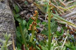 Image of Botrychium dusenii (Christ) Alston