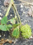 Image of Medicago murex Willd.