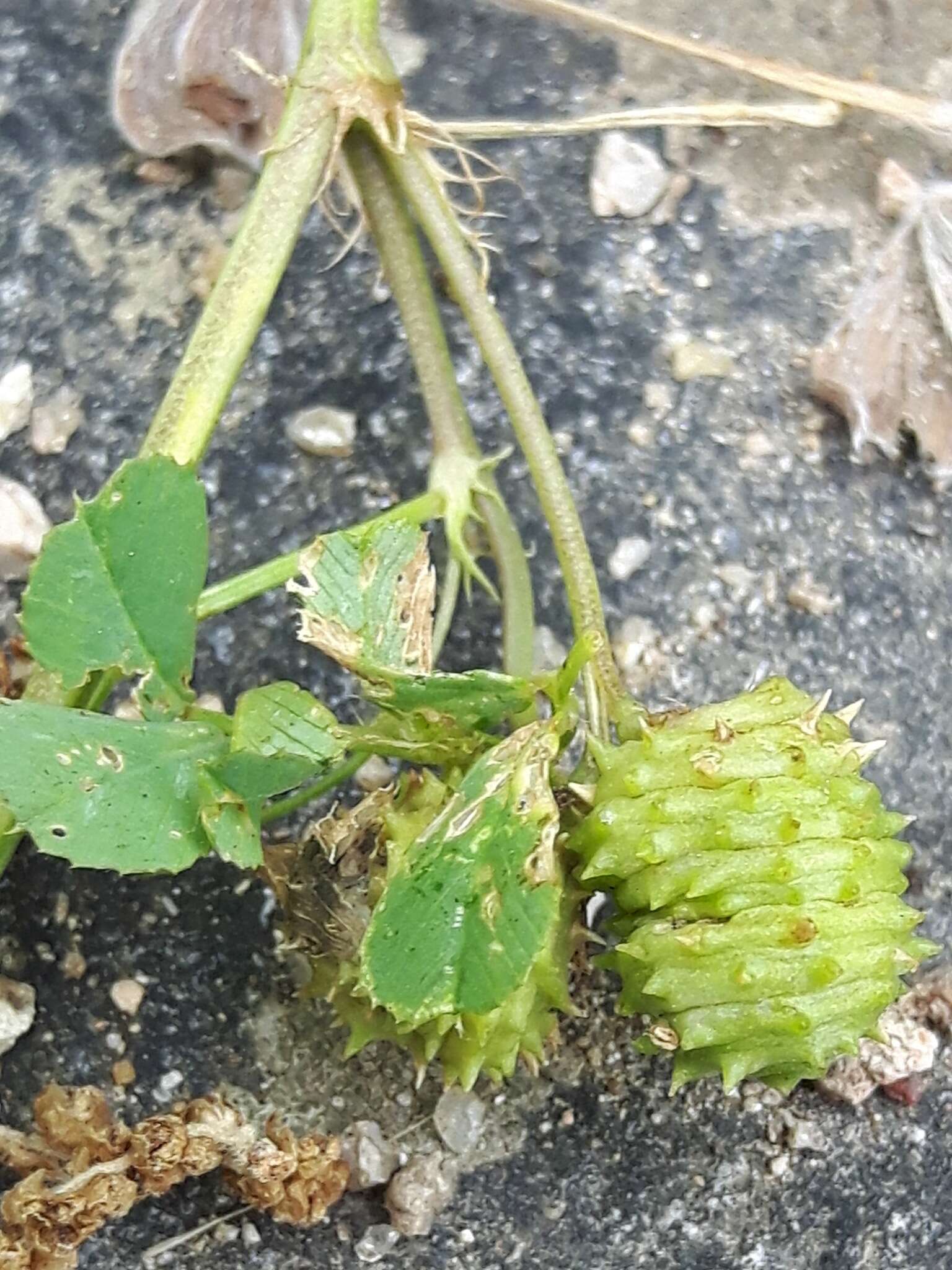 Image of Medicago murex Willd.