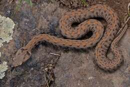 Image of Armenian Viper