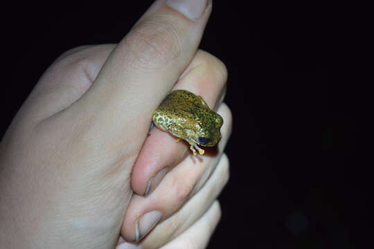 Image of Warty Bright-eyed Frog