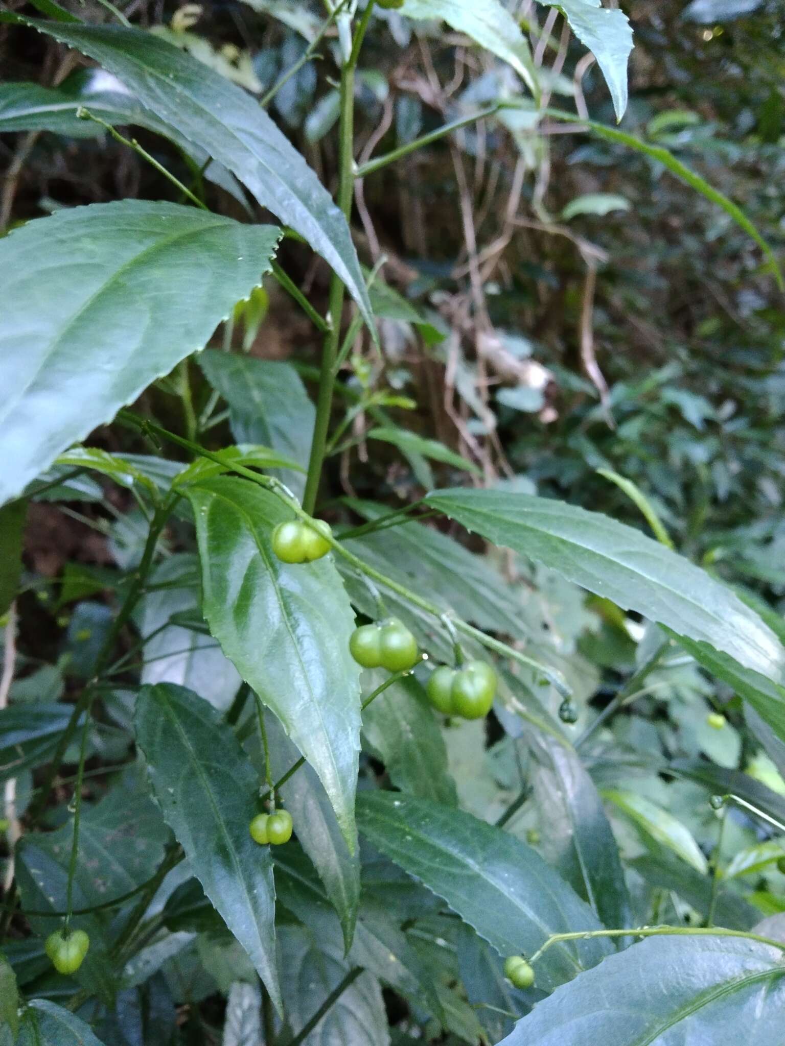 Plancia ëd Micrococca capensis (Baill.) Prain