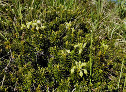 Image of Aleutian Mountain-Heath