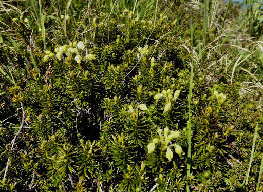 Image of Aleutian Mountain-Heath