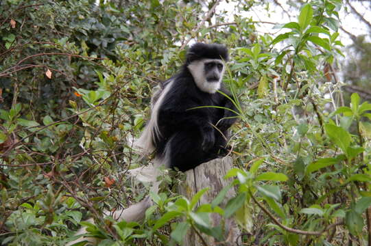 Image of Colobus guereza kikuyuensis Lönnberg 1912