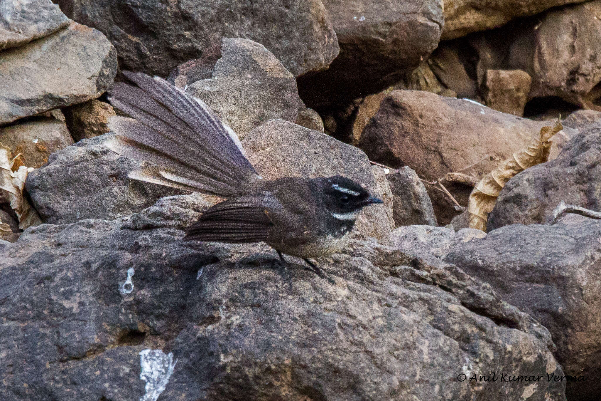 Image of White-spotted Fantail