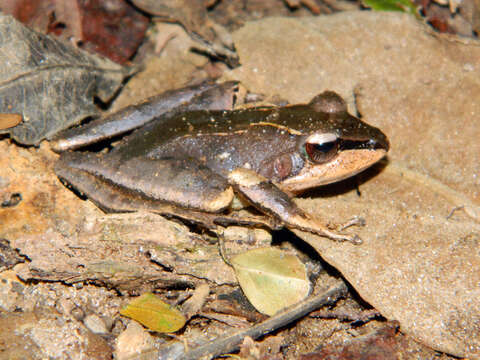 Image of Common Madagascar Frog