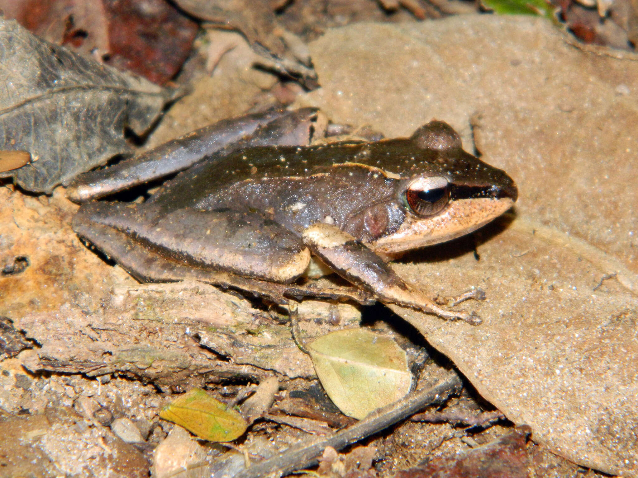 Image of Common Madagascar Frog