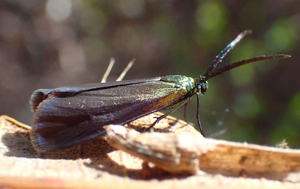 Image of Pollanisus cupreus Walker 1854