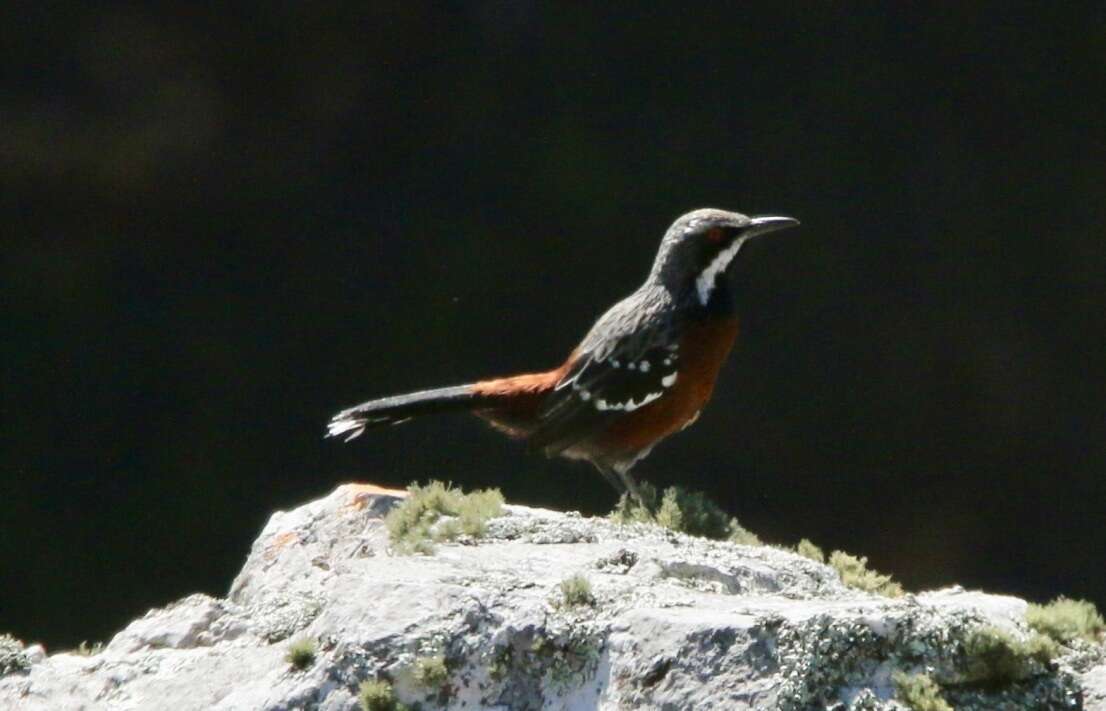 Image of Cape Rock-jumper