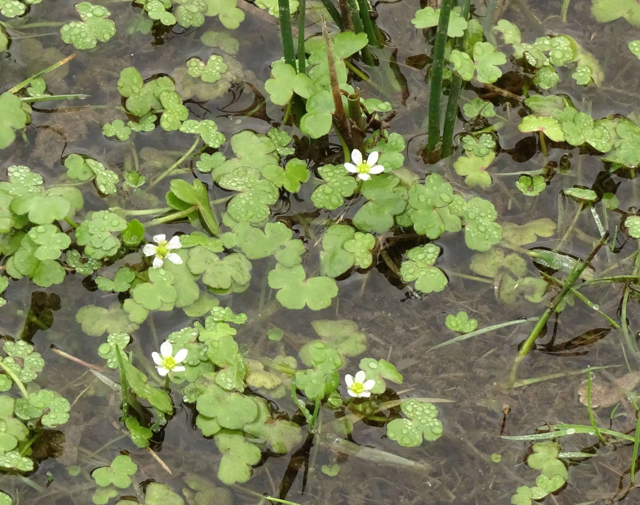 Image of Ranunculus omiophyllus Ten.