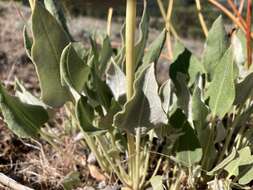 Image de Eriogonum compositum var. leianthum Hooker