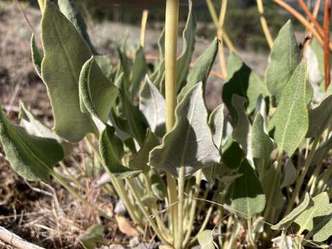 Plancia ëd Eriogonum compositum var. leianthum Hooker