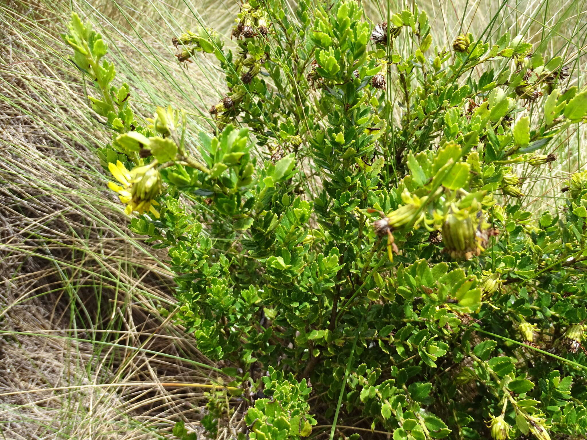 Imagem de Monticalia arbutifolia (Kunth) C. Jeffrey