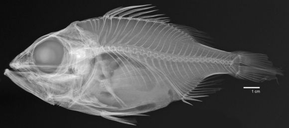 Image of <i>Ostracoberyx dorygenys</i> Fowler 1934
