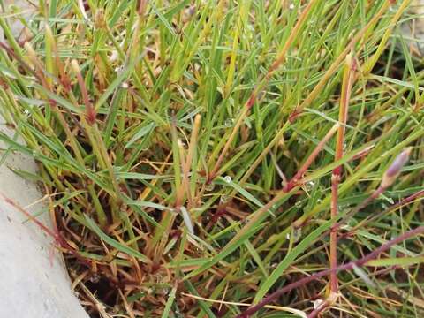 Image of Dianthus benearnensis Loret