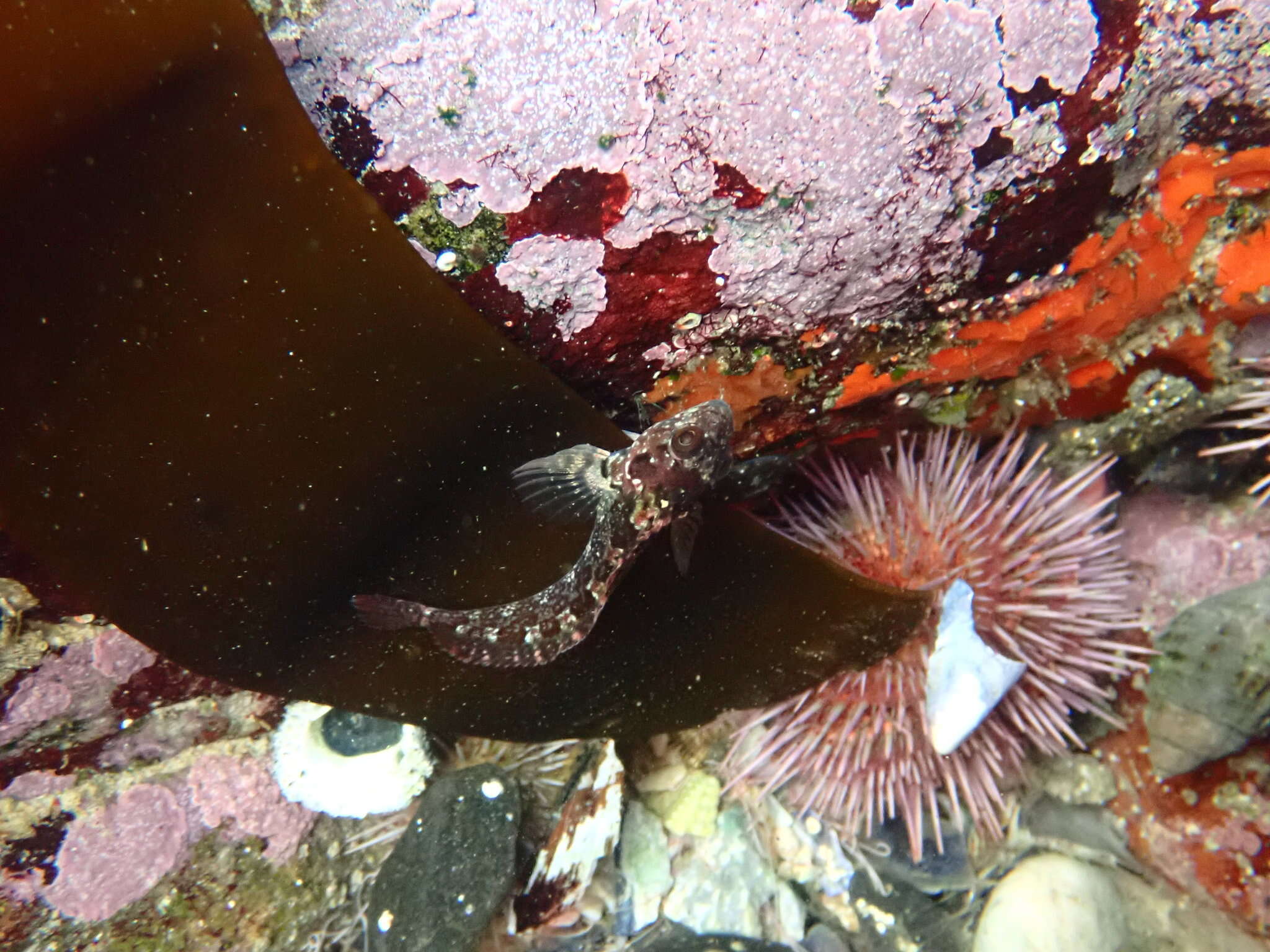 Image of Bluntnose klipfish