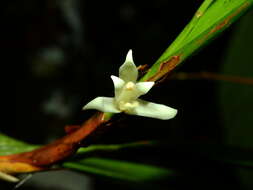 Imagem de Maxillaria alba (Hook.) Lindl.