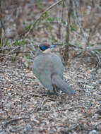 Image of Coua ruficeps olivaceiceps (Sharpe 1873)