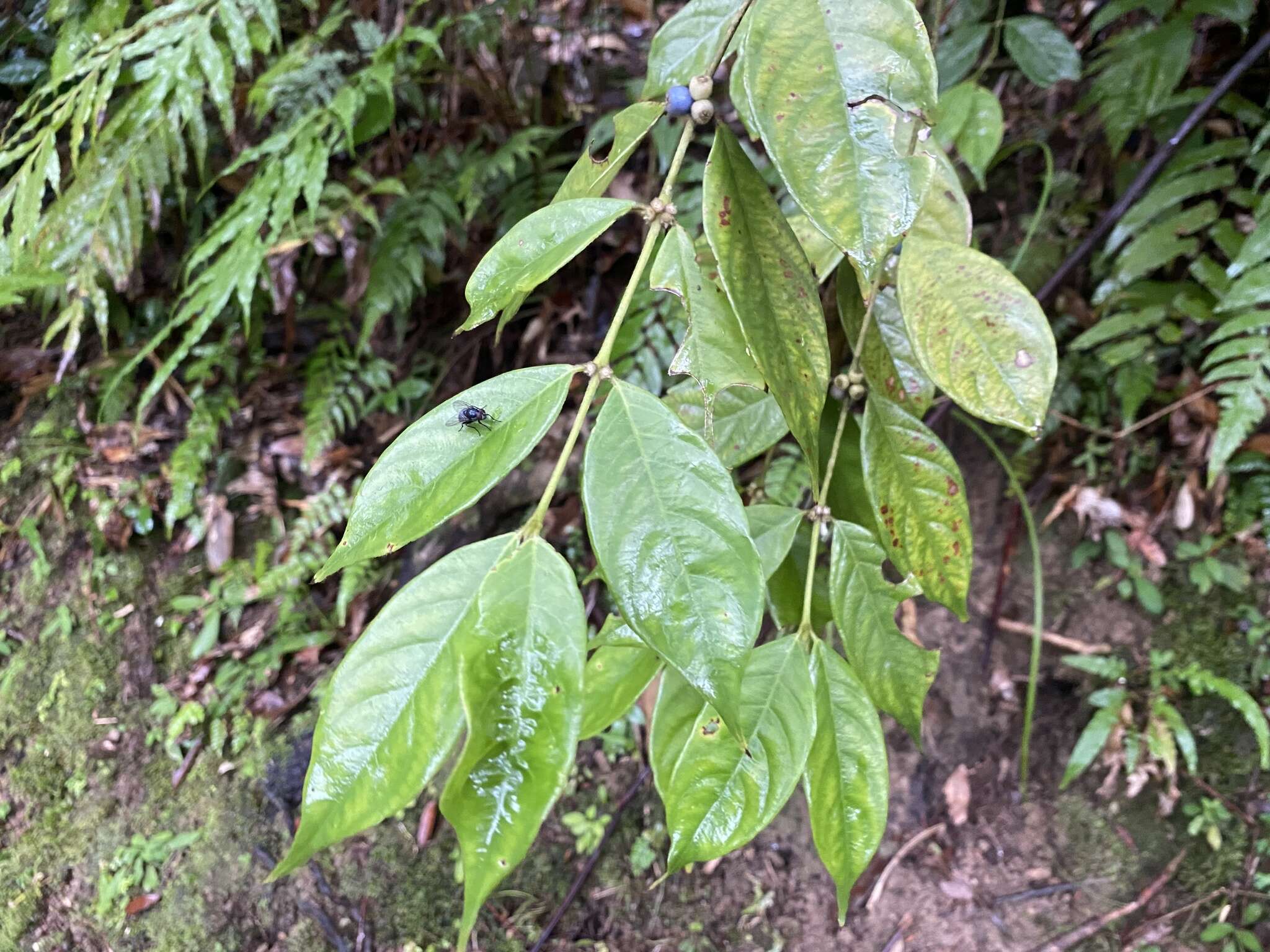 Image of Lasianthus hispidulus (Drake) Pit.