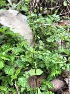 Image of Stellaria reticulivena Hayata