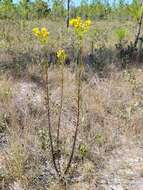 Image of <i>Chrysopsis <i>linearifolia</i></i> var. linearifolia