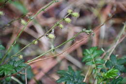 Image of Acaena elongata L.