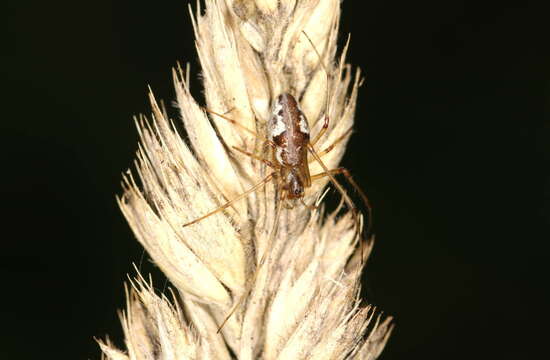 Image de Tetragnatha obtusa C. L. Koch 1837